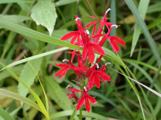 cardinal flower 3